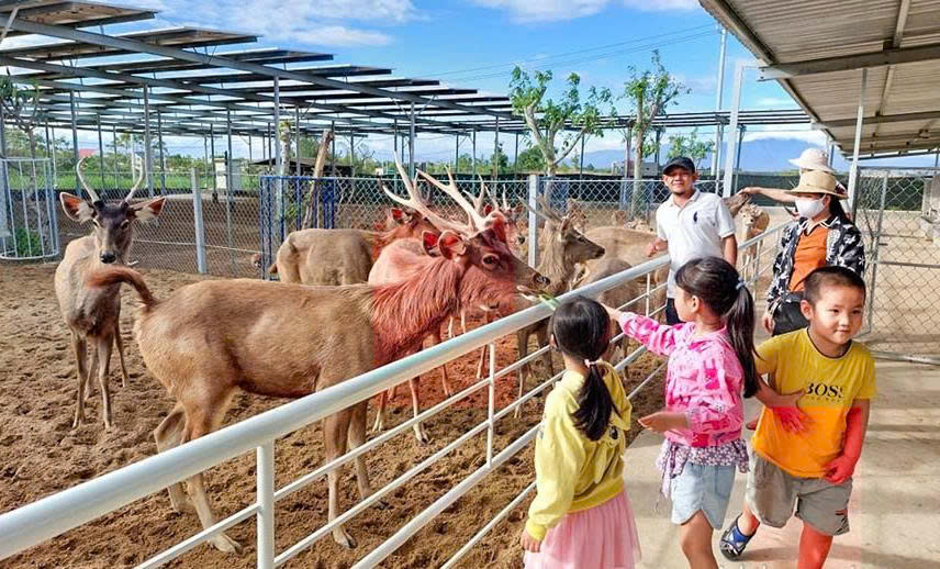 TOUR NINH CHỮ - VĨNH HY - HANG RÁI - TIÊN TIẾN FARM & ZOO 3 NGÀY + TEAM BUILDING & GALA DINNER